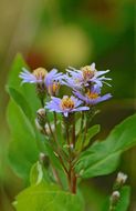 Image of roughleaf aster