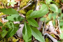 Image of roughleaf aster