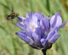 Image of Large bee-fly