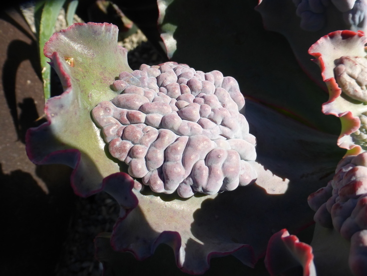 Plancia ëd Echeveria gibbiflora DC.