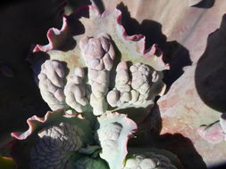 Plancia ëd Echeveria gibbiflora DC.