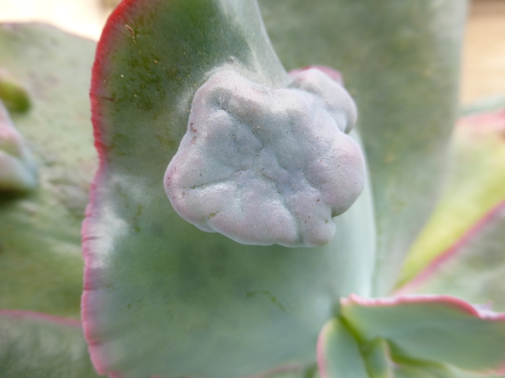 Plancia ëd Echeveria gibbiflora DC.