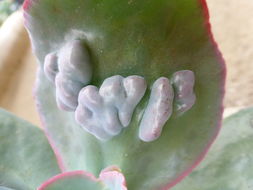 Plancia ëd Echeveria gibbiflora DC.