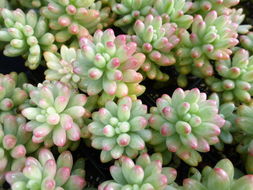 Sedum rubrotinctum R. T. Clausen resmi