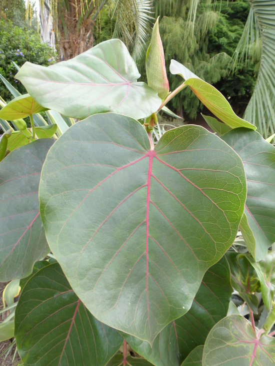 Imagem de Ficus petiolaris Kunth