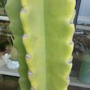 Image of Apple Cactus