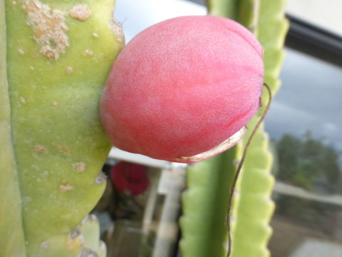 Cereus repandus (L.) Mill. resmi