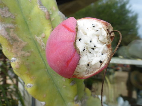 Cereus repandus (L.) Mill. resmi