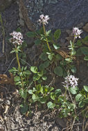 Image of Arizona valerian