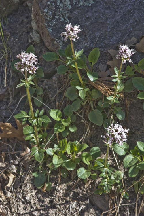 Image of Arizona valerian