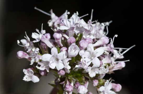 Image of Arizona valerian