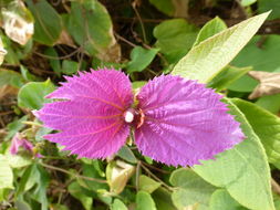 Plancia ëd Dalechampia dioscoreifolia Poepp.