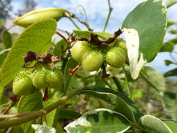 Plancia ëd Dalechampia dioscoreifolia Poepp.