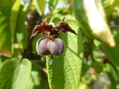 Plancia ëd Dalechampia dioscoreifolia Poepp.