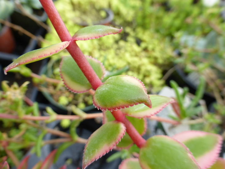 Слика од Crassula sarmentosa Harv.