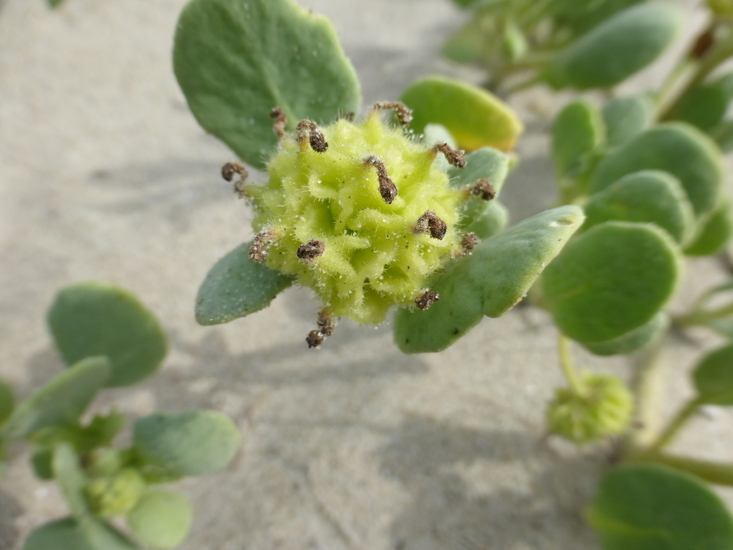 Image of red sand verbena