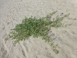 Image of red sand verbena