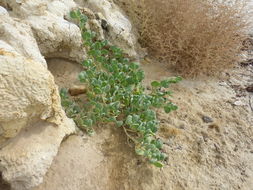 Image of red sand verbena