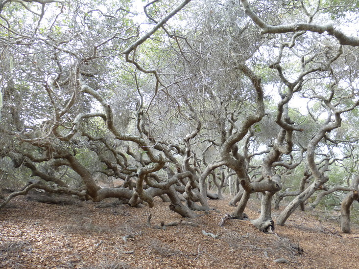 Imagem de Quercus agrifolia Née