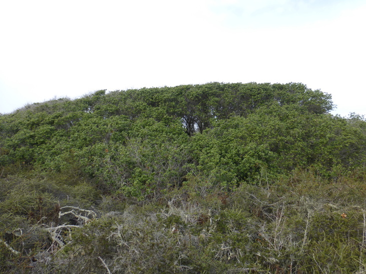 Imagem de Quercus agrifolia Née