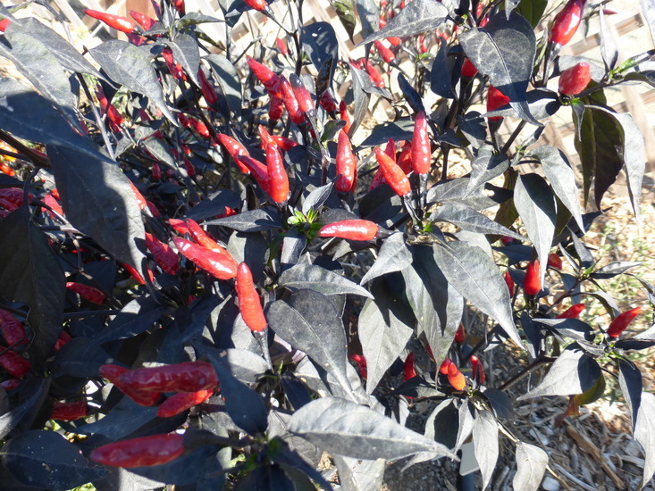 Image of cayenne pepper