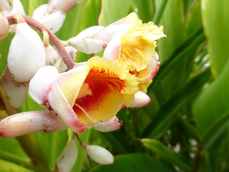 Image de Alpinia zerumbet (Pers.) B. L. Burtt & R. M. Sm.