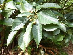 Image of Small-leaved Whitebeam