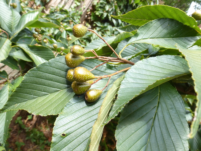 Image of Small-leaved Whitebeam