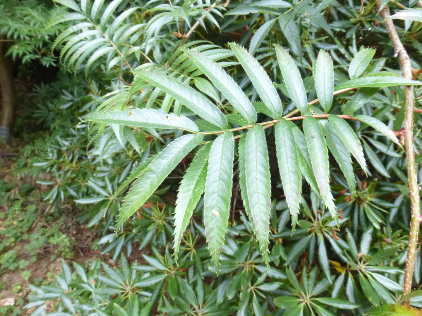 Image of Japanese Rowan