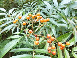 Image of Japanese Rowan