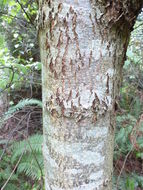 Image of Sorbus coronata (Cardot) Yu & Tsai