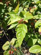 Image of Oregon Crab Apple