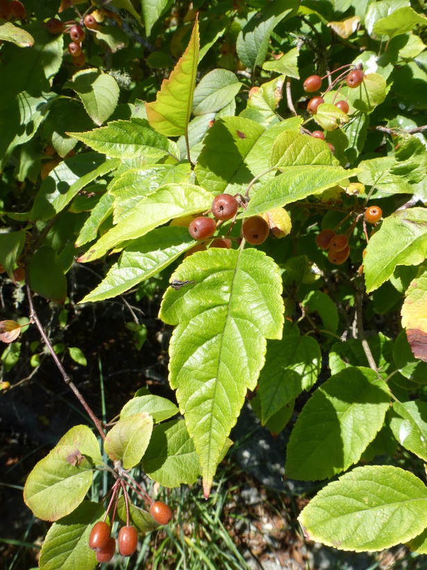 Plancia ëd Malus fusca (Raf.) Schneid.