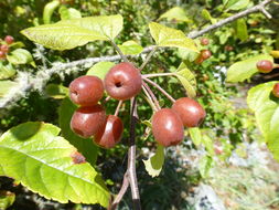 Plancia ëd Malus fusca (Raf.) Schneid.