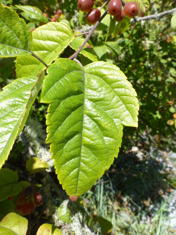 Plancia ëd Malus fusca (Raf.) Schneid.