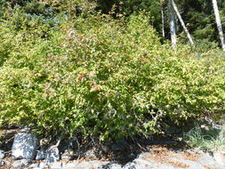 Plancia ëd Malus fusca (Raf.) Schneid.