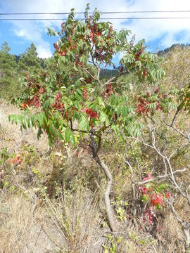 Image of rocky mountain sumac