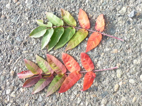 Image of rocky mountain sumac