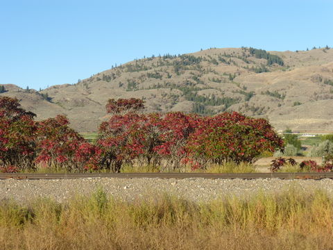 Image of rocky mountain sumac