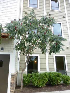 Image of staghorn sumac