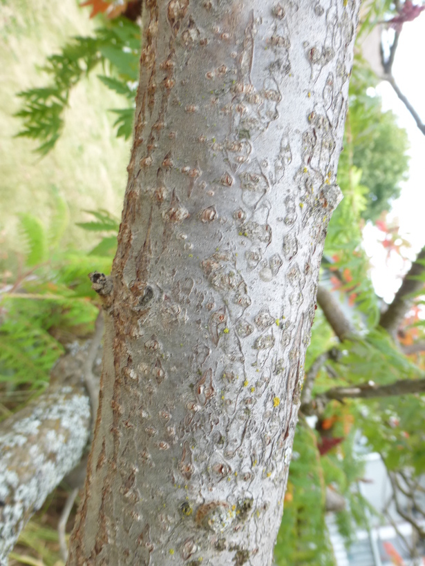 Image de Sumac vinaigrier