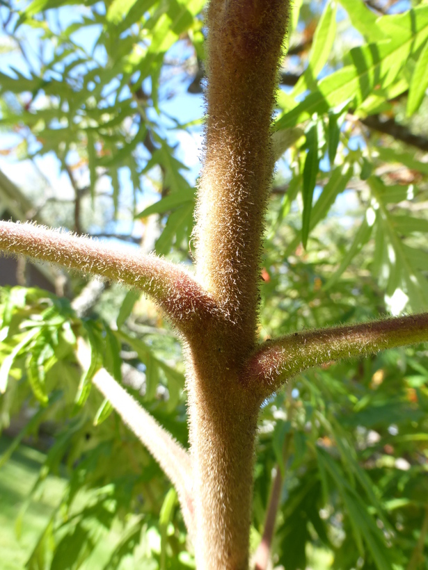 Image of staghorn sumac