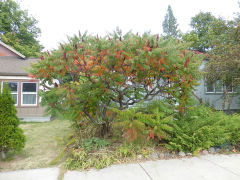 Image de Sumac vinaigrier