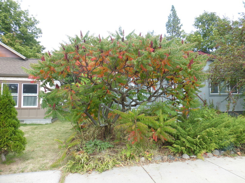 Image of staghorn sumac