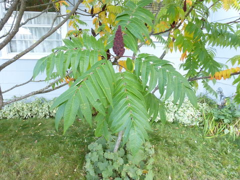 Image de Sumac vinaigrier