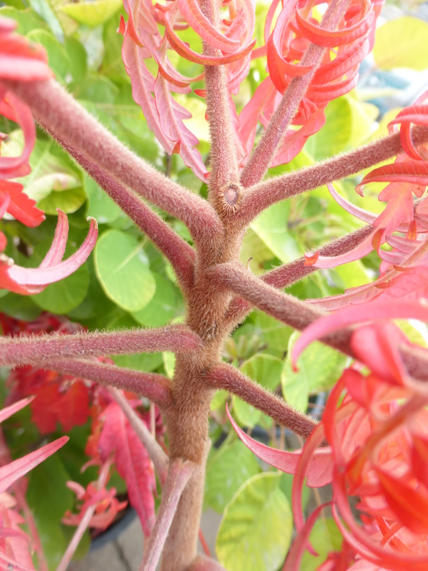 Image of staghorn sumac