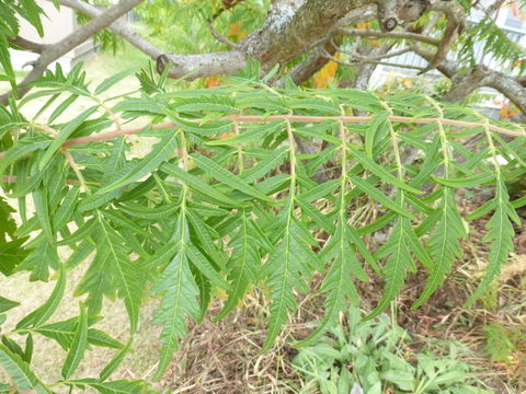 Image of staghorn sumac