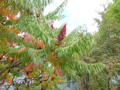 Image of staghorn sumac