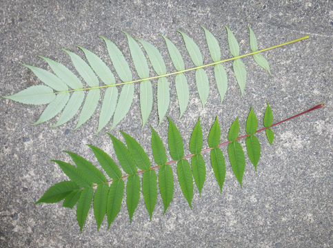 Image of staghorn sumac