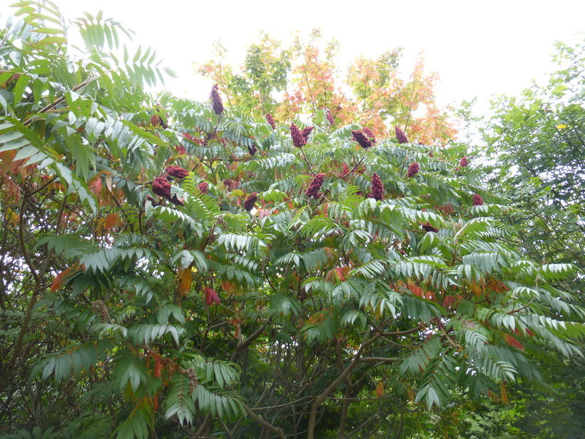 Image of staghorn sumac